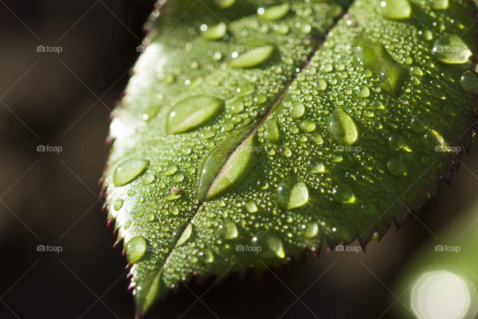green leaf of a flower covered with dew drops.  amazing of plant closeup
