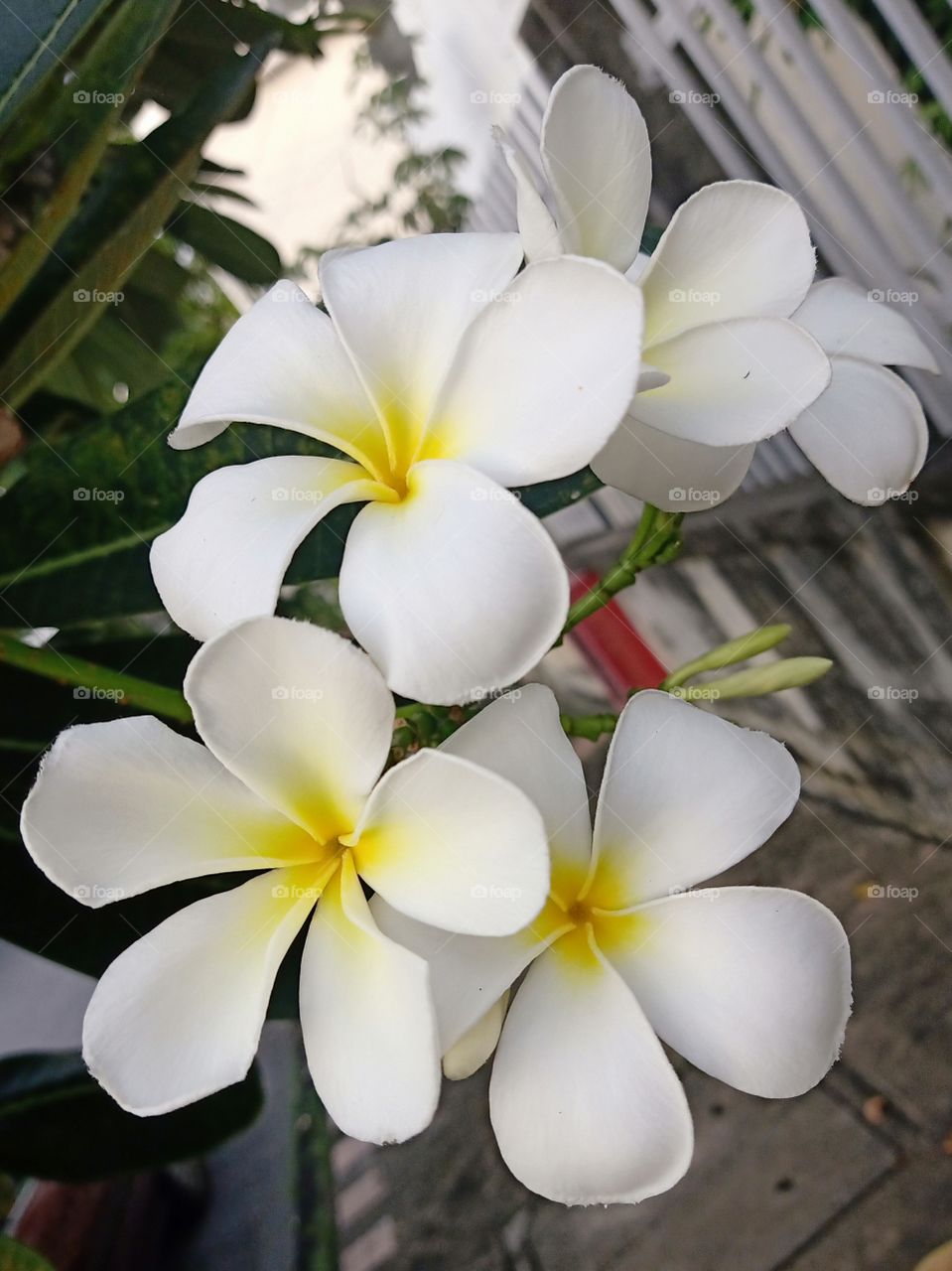 Beautiful Plumeria