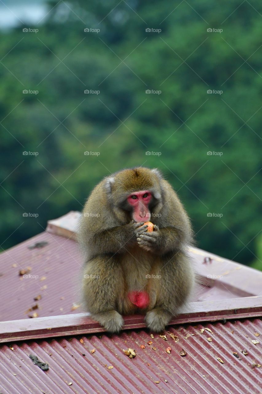 Aggressive Japanese macaque male