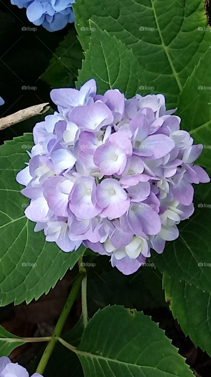 hydrangea