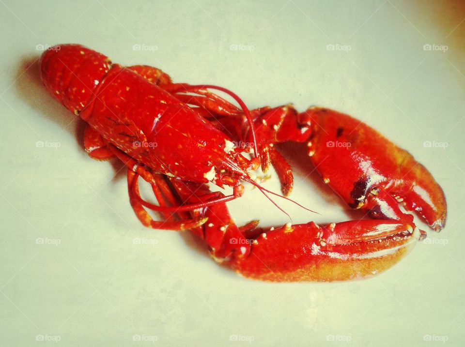 Red lobster