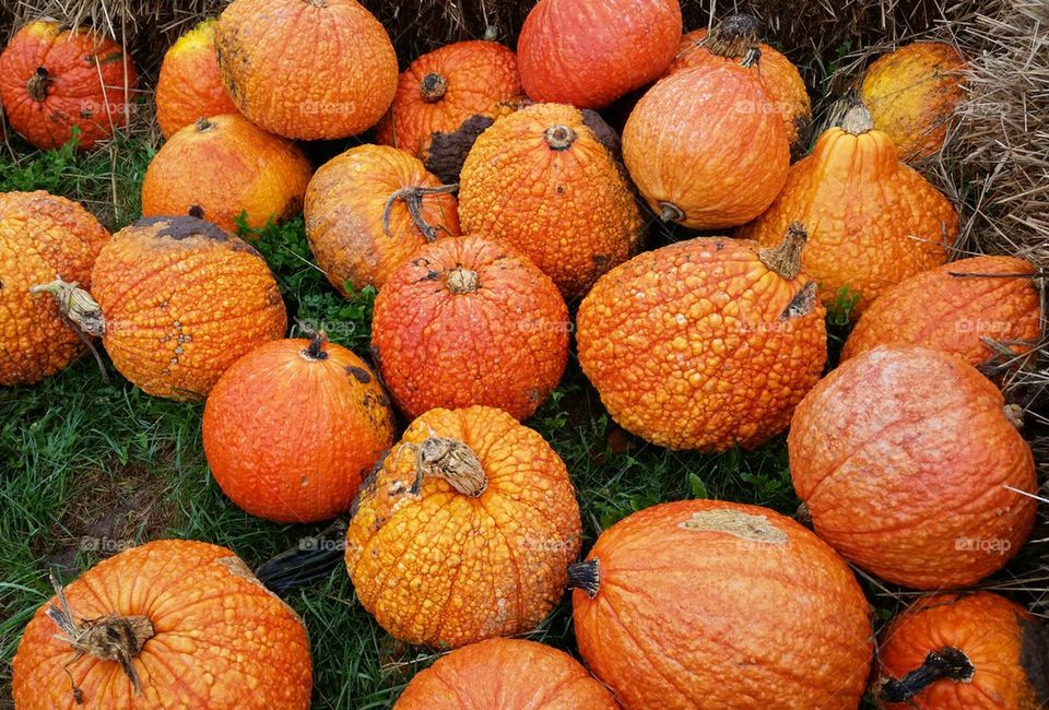 Pumpkin Pile