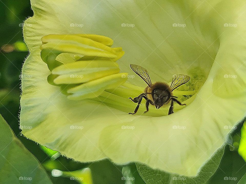 Bee looking out from a flower
