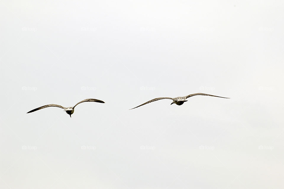 sky nature white flying by yahavesh