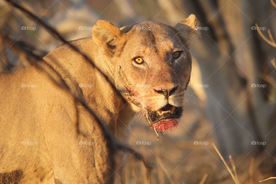 Portrait of a lion with bloody mouth