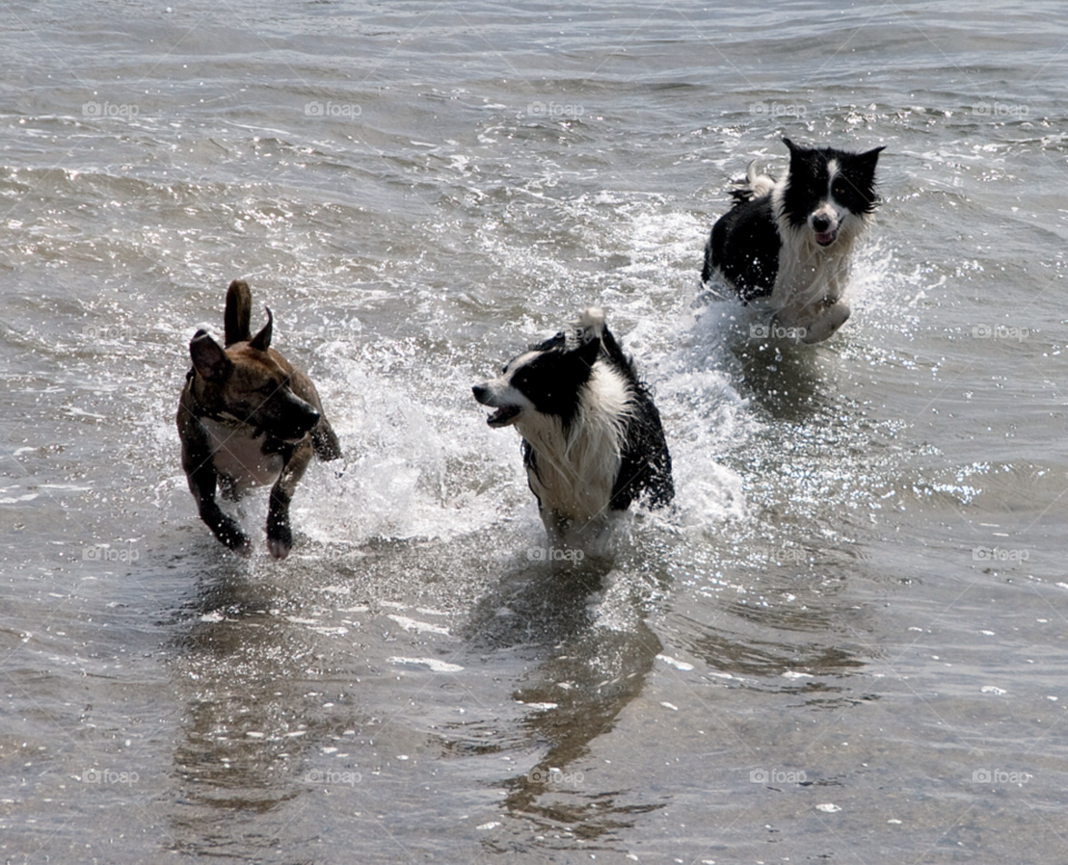 ocean play fun dogs by mparratt