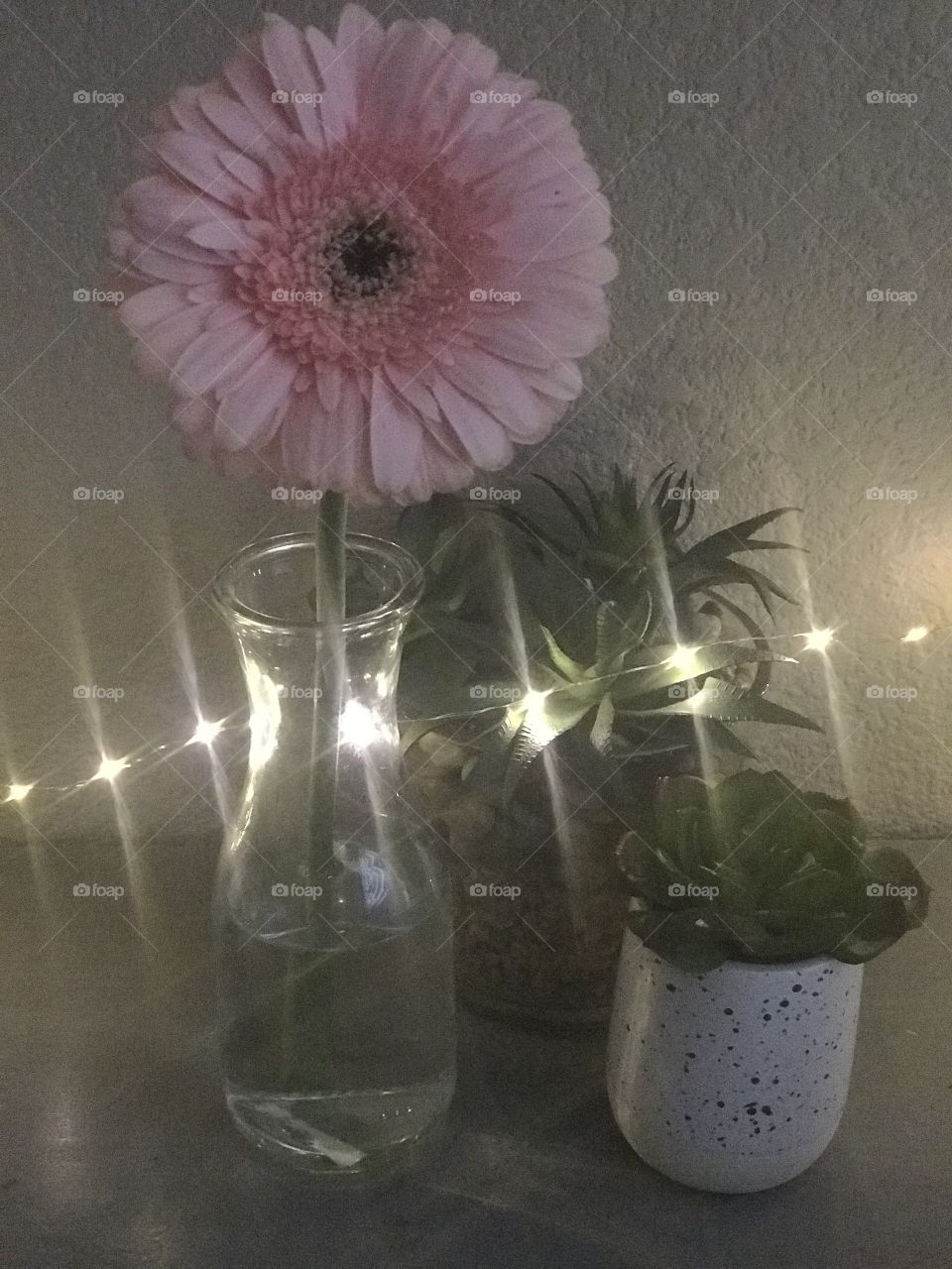 Beautiful bright pink daisy surrounded by bright lights and green plants on a countertop 