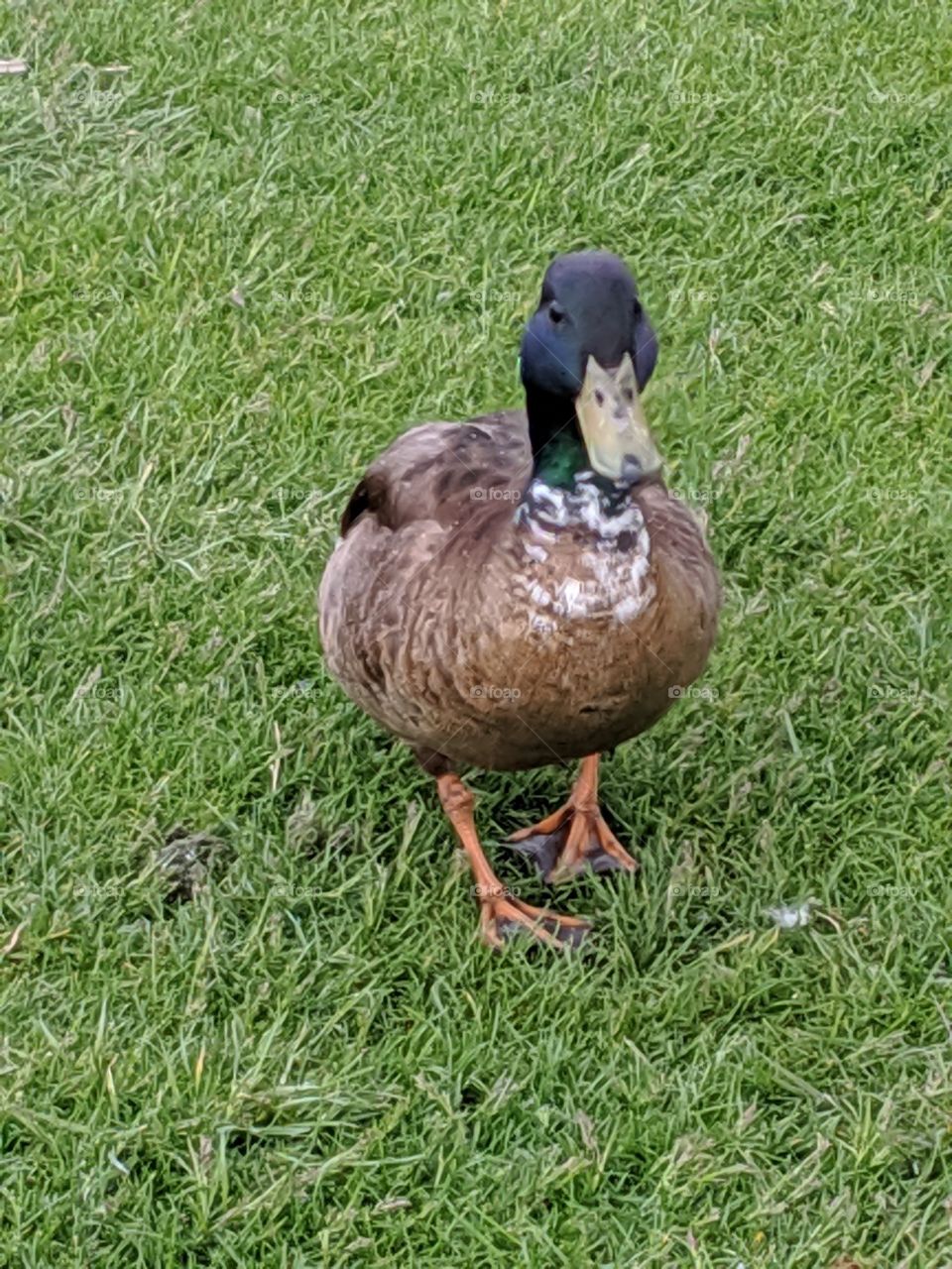 A Lake in Utah with a Beautiful Daddy Mallard Duck ©️ Copyright CM Photography