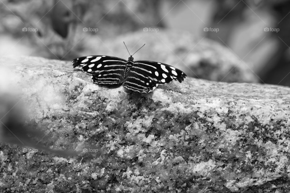 Butterfly on Rock