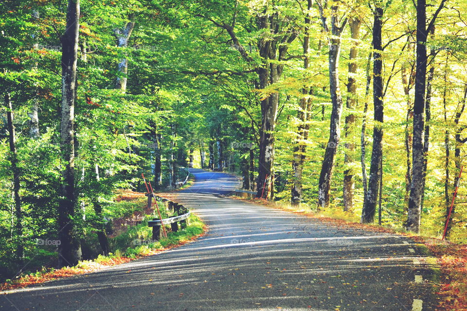 Wood, Road, Leaf, Guidance, Nature