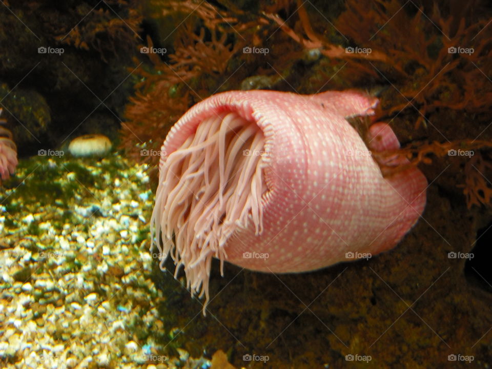 Sea creature at the Chicago Shedd aquarium 