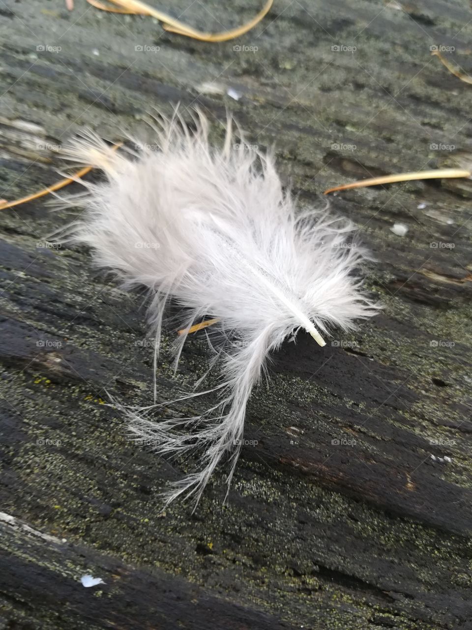 Feather