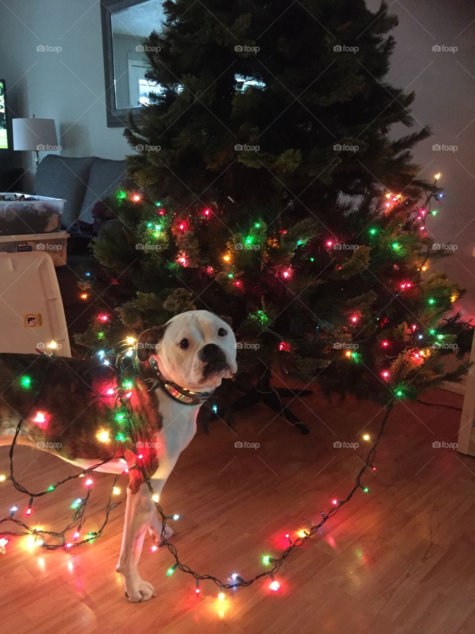 This is Martha helping decorate the Christmas tree.