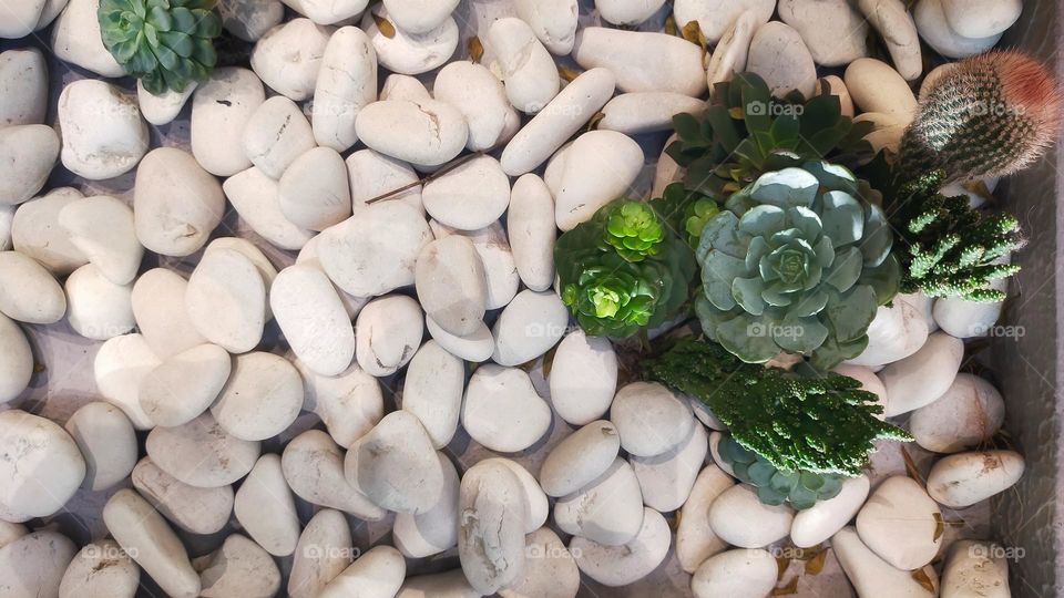 Succulents in combination with several types are arranged to be additional decorations in dry gardens.