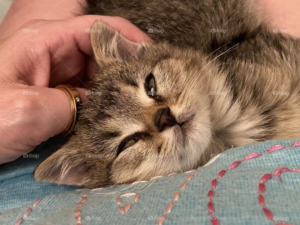 A tiny kitten sleeping on a person and getting cuddles