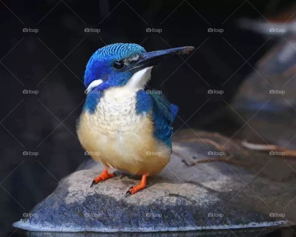 bird