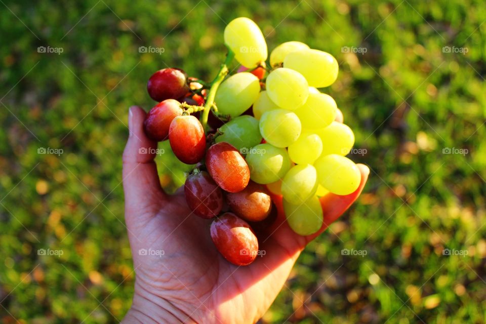 Hand holding bunch of grapes