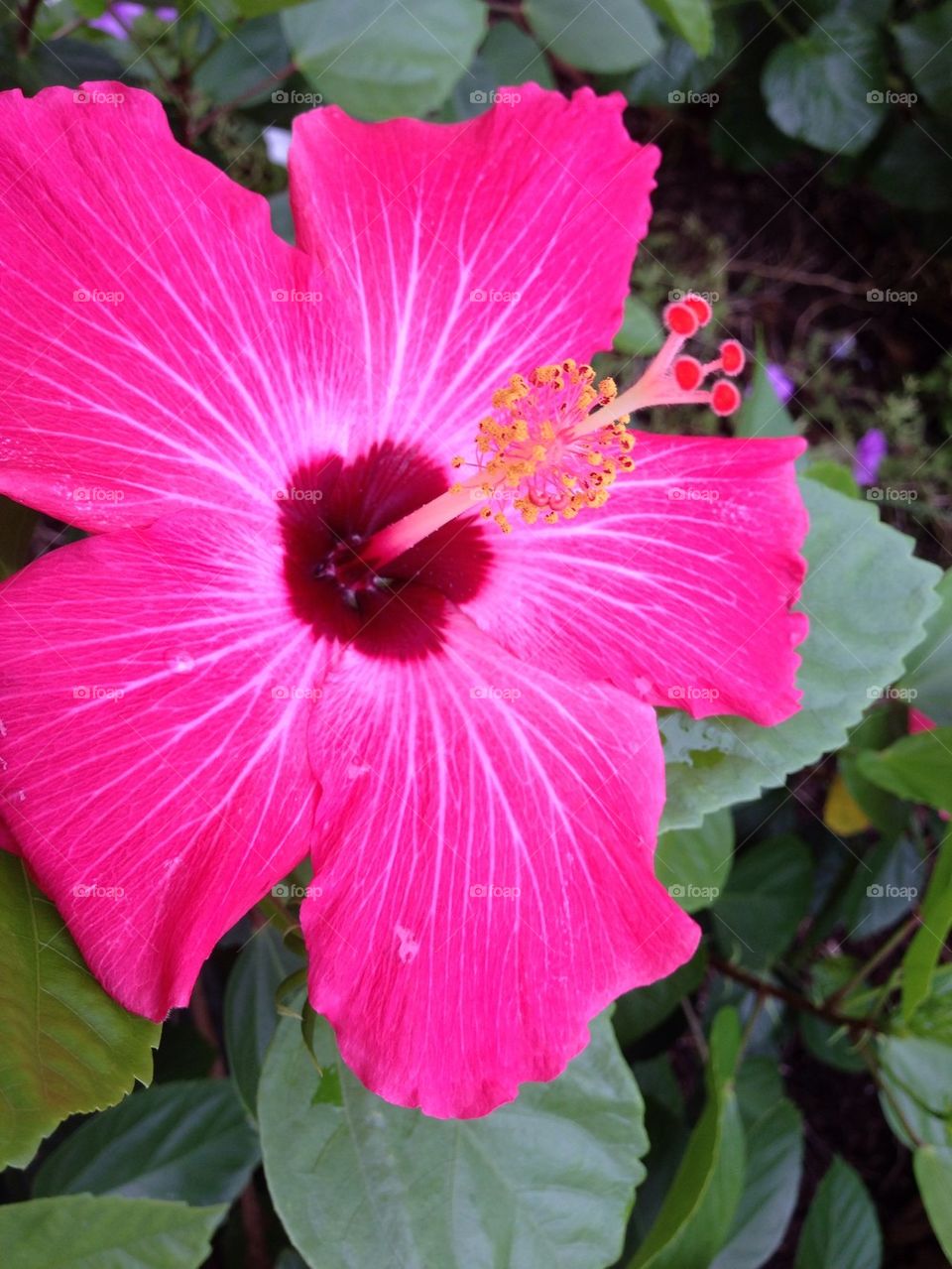 Bright pink Hibiscus flower