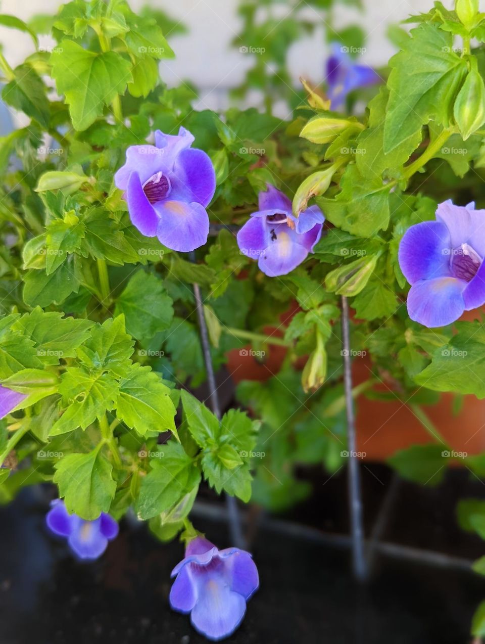 purple flowers in the summer