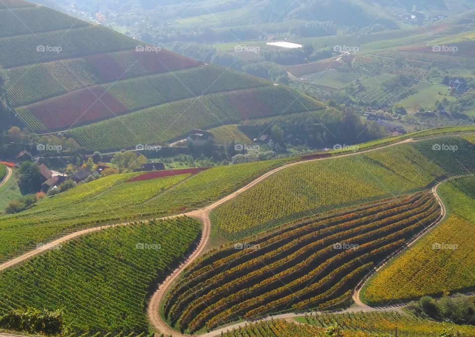 German vine yards