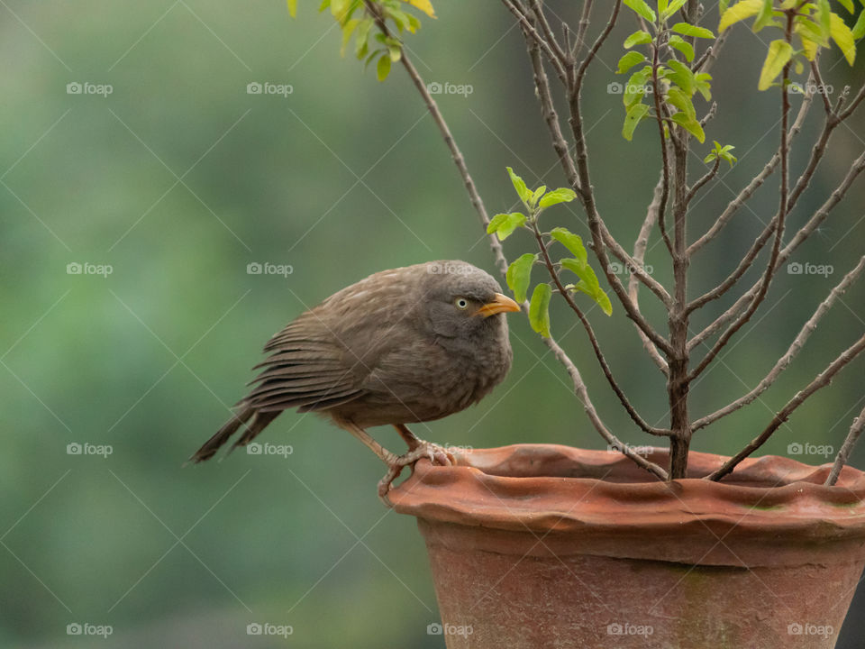 Jungle Babbler