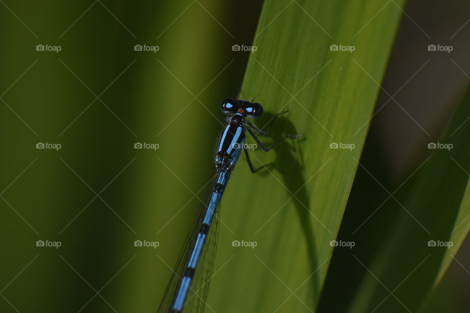 I have been wanting to fo macro photography but I can’t afford such good lens at the moment. For now, I’m okay with these extension tubes that I bought as a starter and here’s my first 