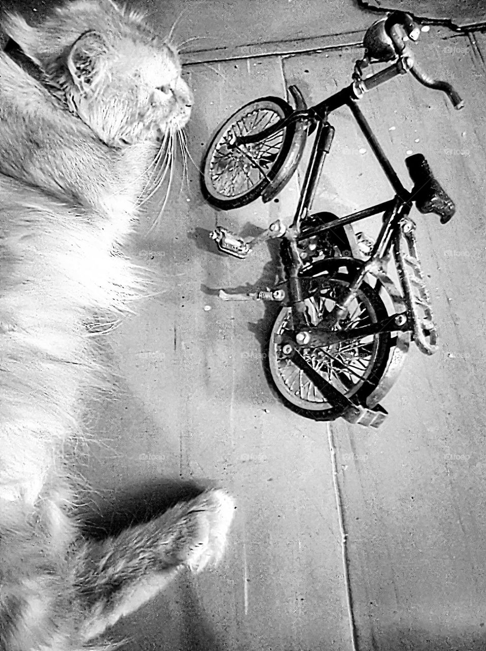 The world of liliput