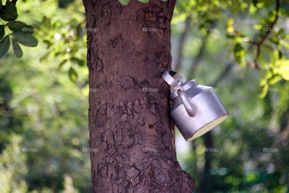 Tea pot on a tree, waiting for someone to take it home.