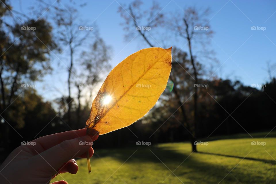 Folha de árvore amarela