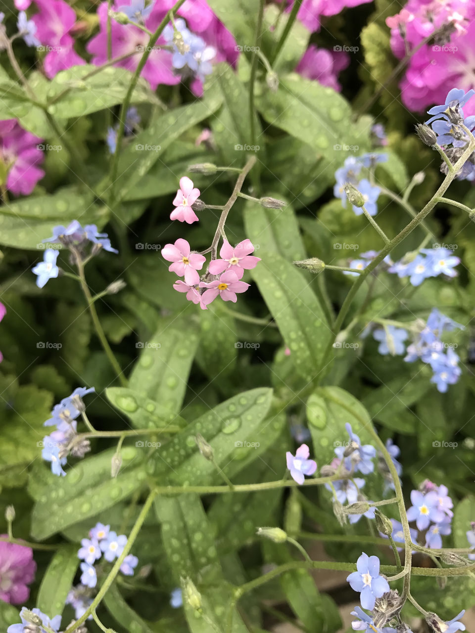 Spring flowers blossom in the garden