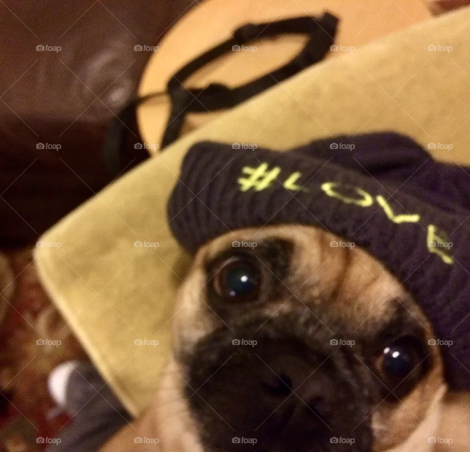 Pug love 2