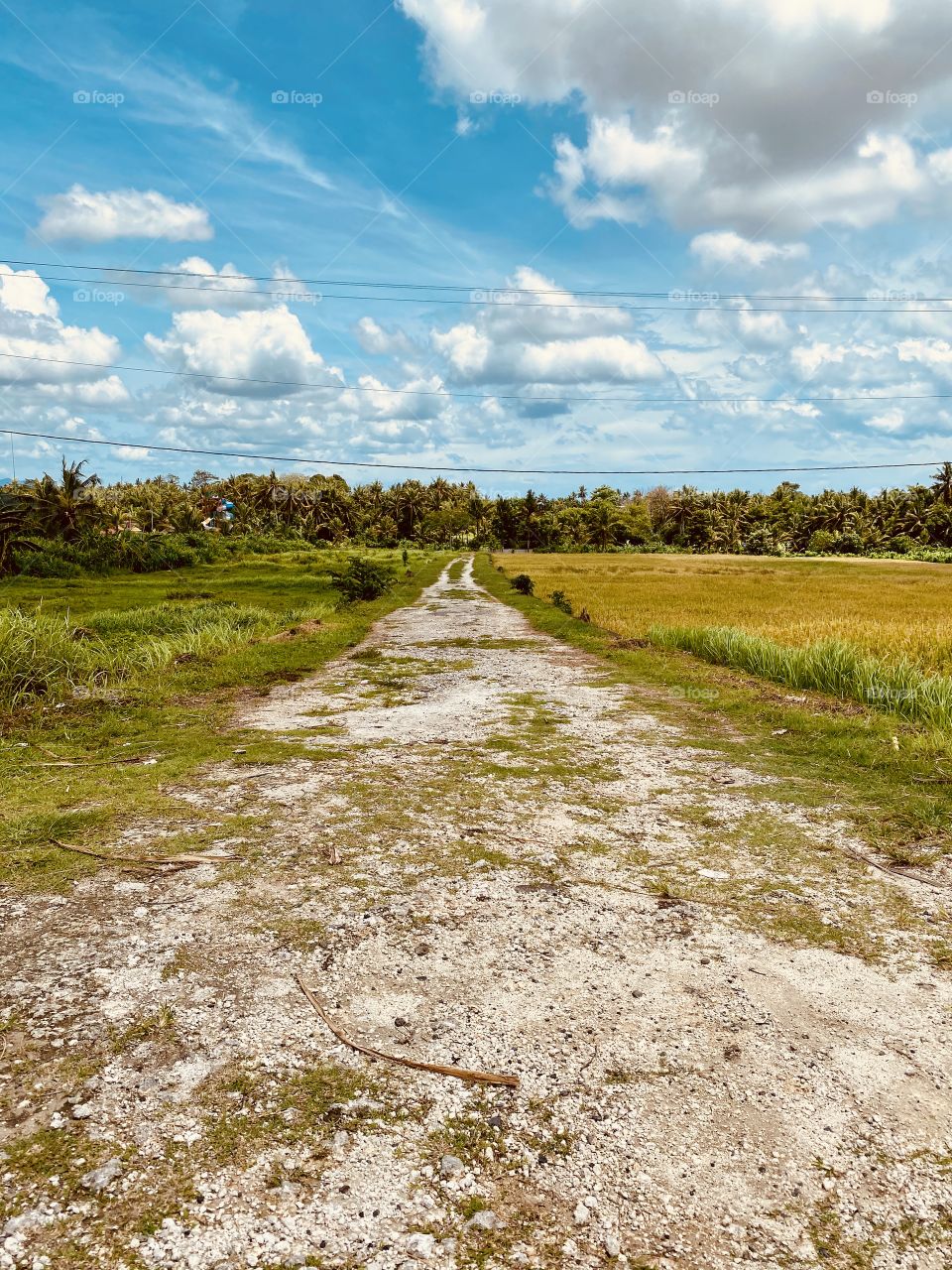 Beautiful Path through palms in Bali 