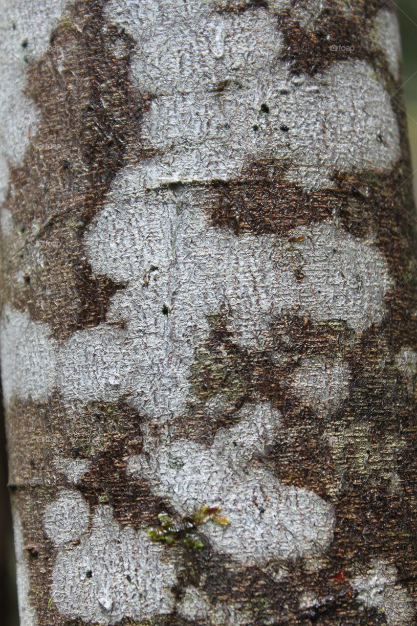 Unique tree bark
