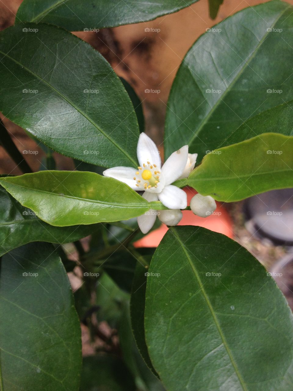 White flower