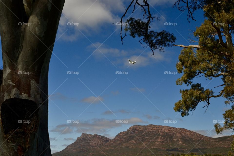 Small airplane aircraft flying overhead toward the Flinders Ranges in south Australia outback st dusk with tree silhouette framing the photo 