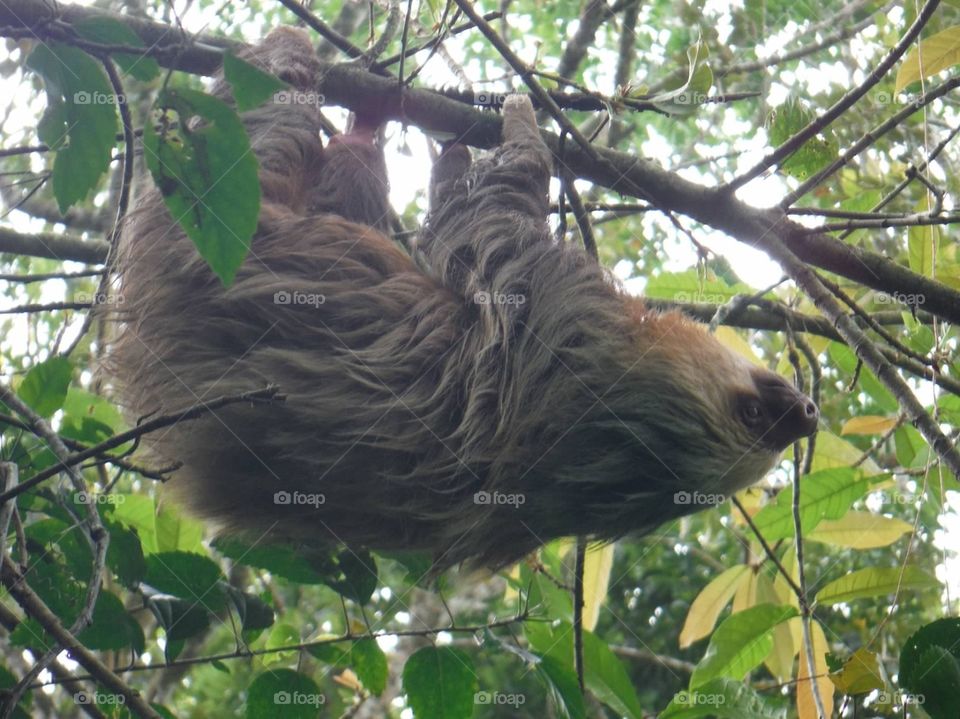 Sloth. Sloth in Costa Rica wildlife preserve