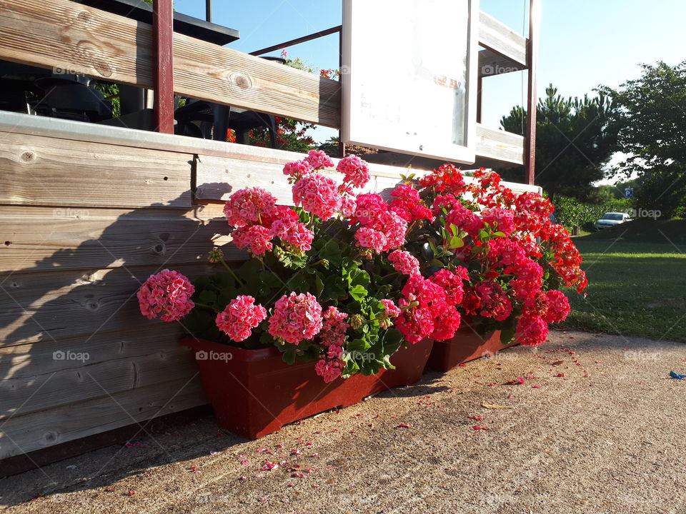 Beautiful flowers in the flower pots