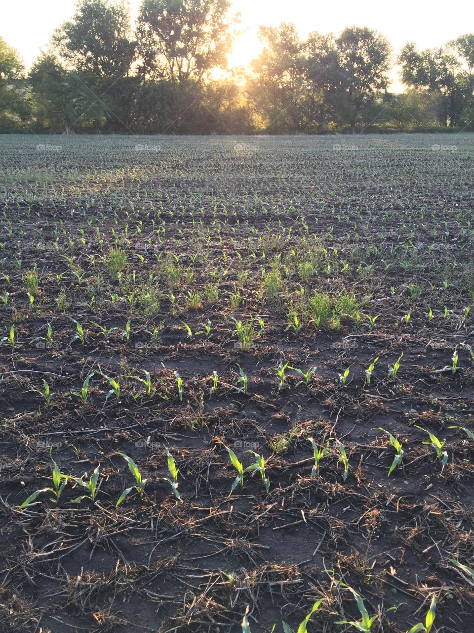 Rows of baby corn in a farm field, shaded by a grove of trees with rays of early morning sunlight streaming through 