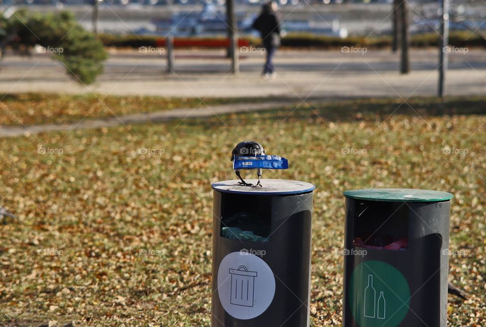 Cleaning crow in the city