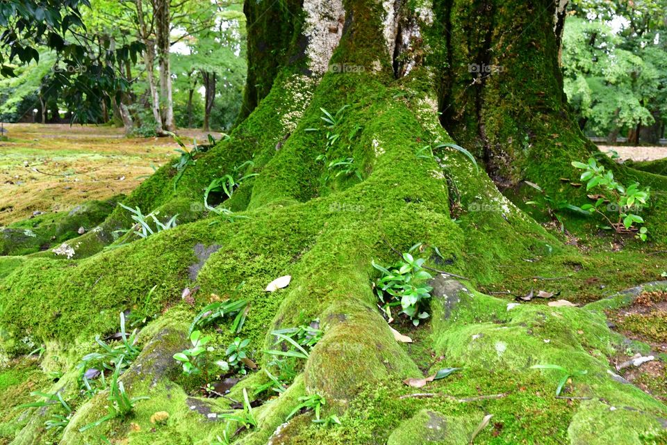 Mossy trees