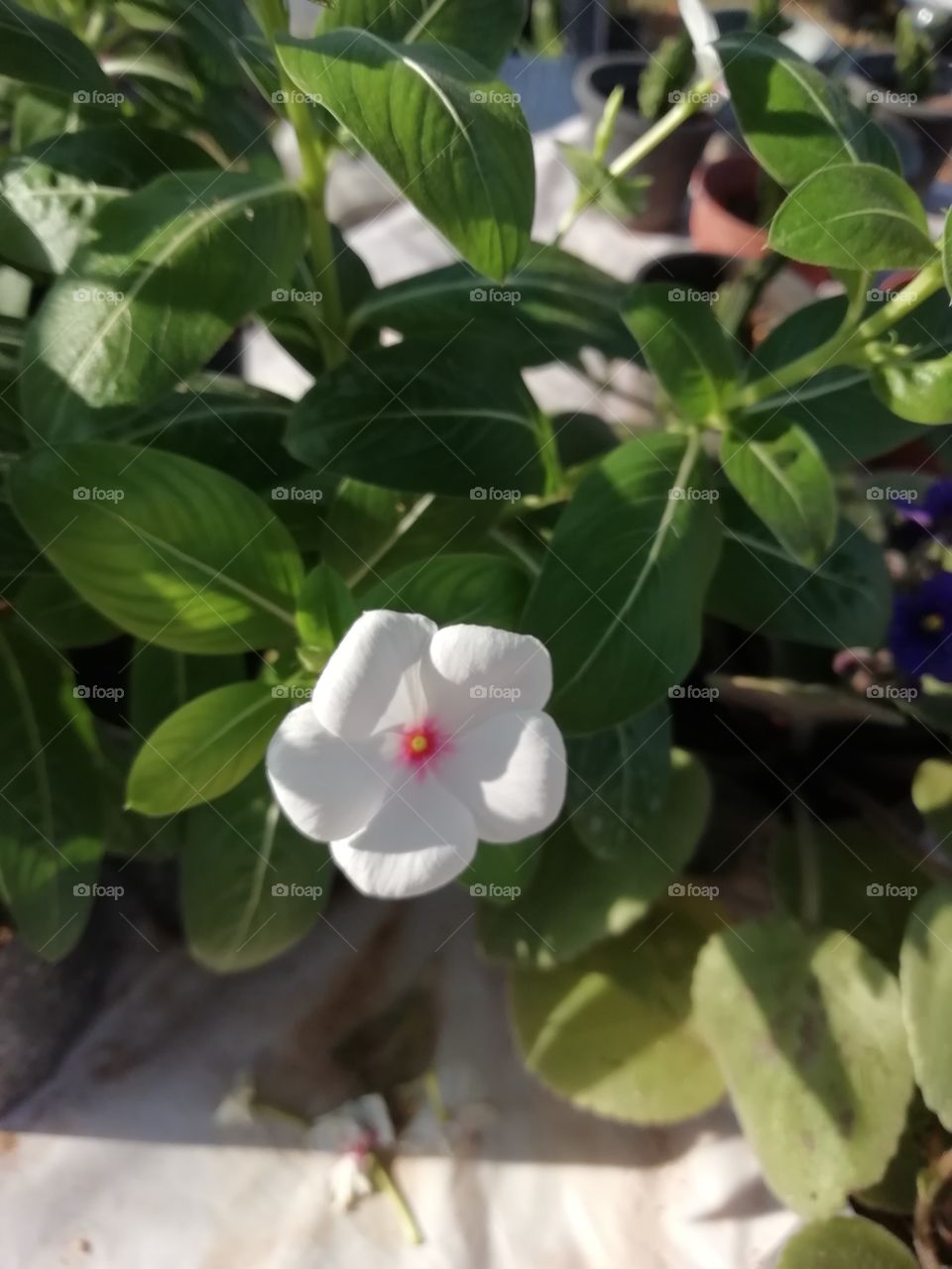 What a beautiful tiny flower.. Fallen in love with it 🌸😍