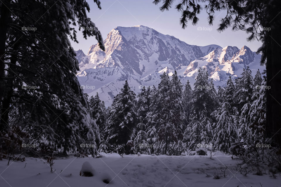 Pine trees on snowcapped mountains against sky.