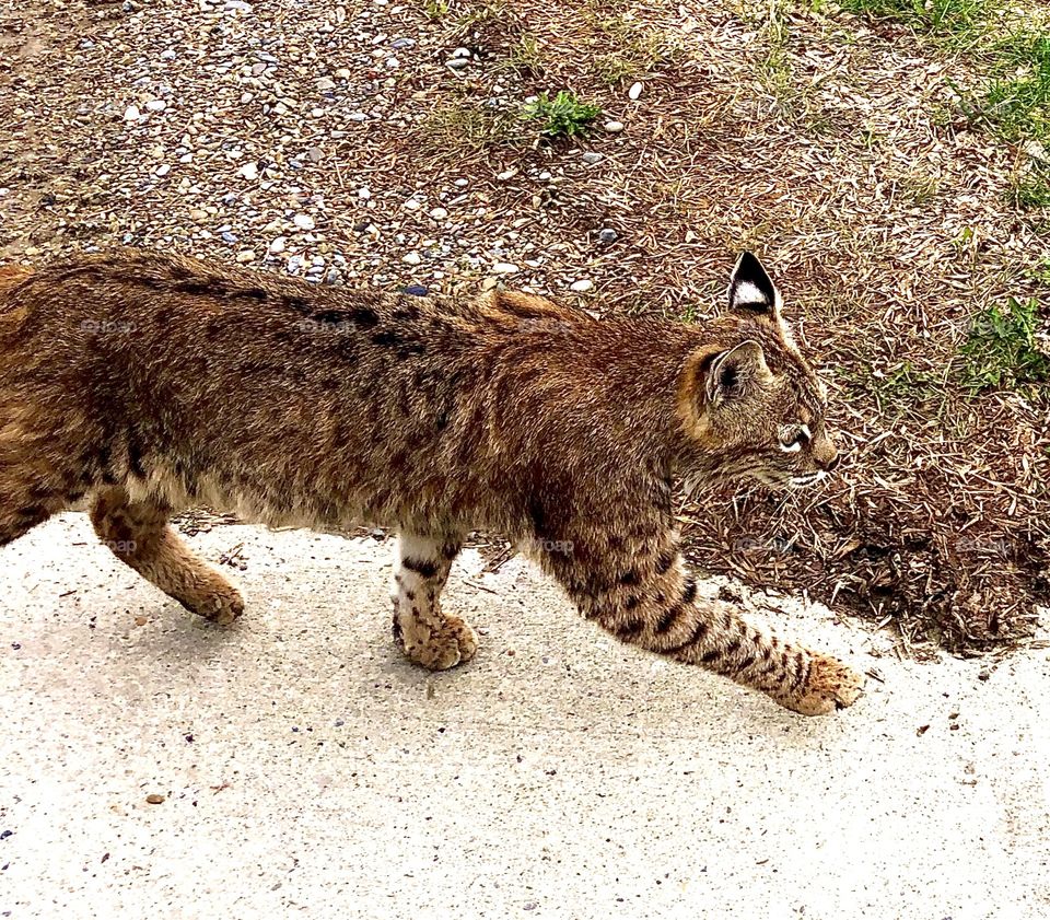 Bobcat out for a stroll in the City. 