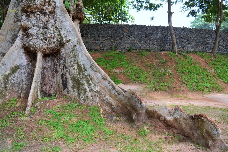 old big tree roots in the park