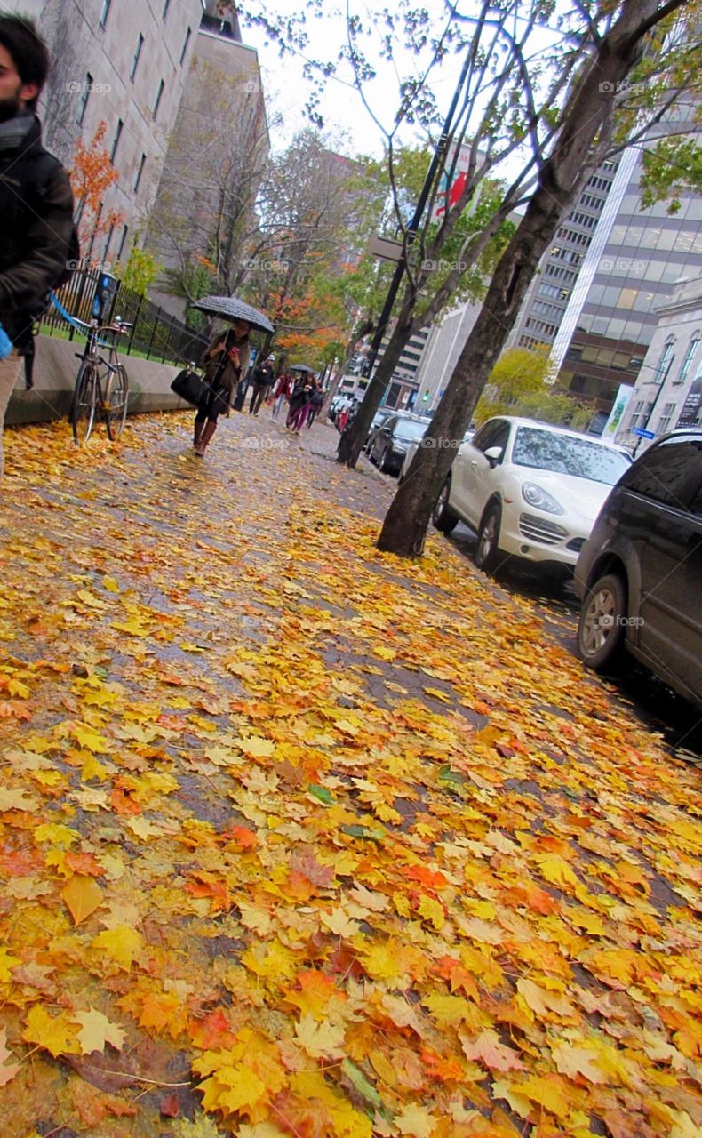 Beautiful autumn leaves 