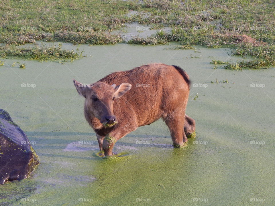 A baby calf in Cambodia 