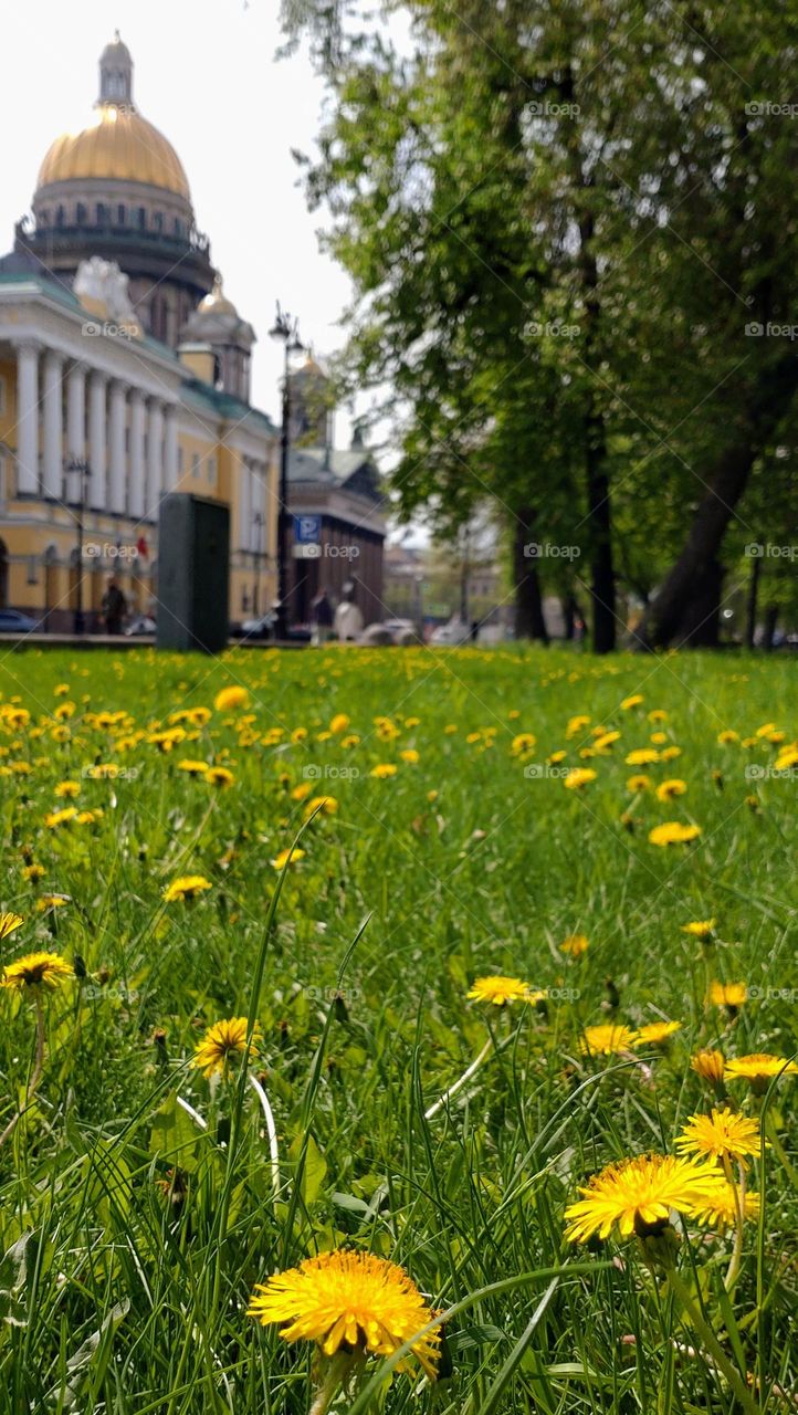 City 💚💛 Grass💛💚 Building 💚💛 Architecture 💚💛