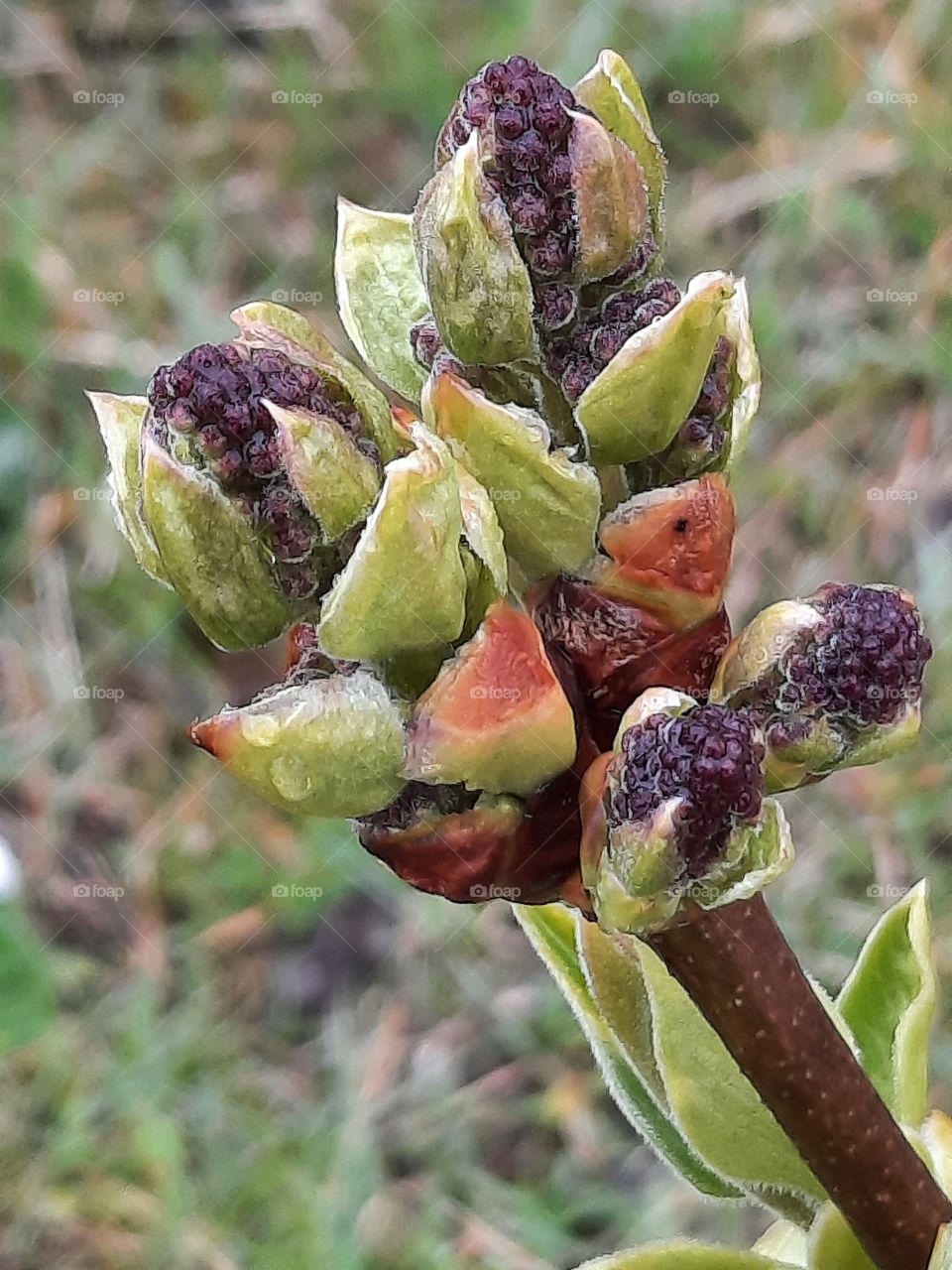 opening buds of purple lilac after rain