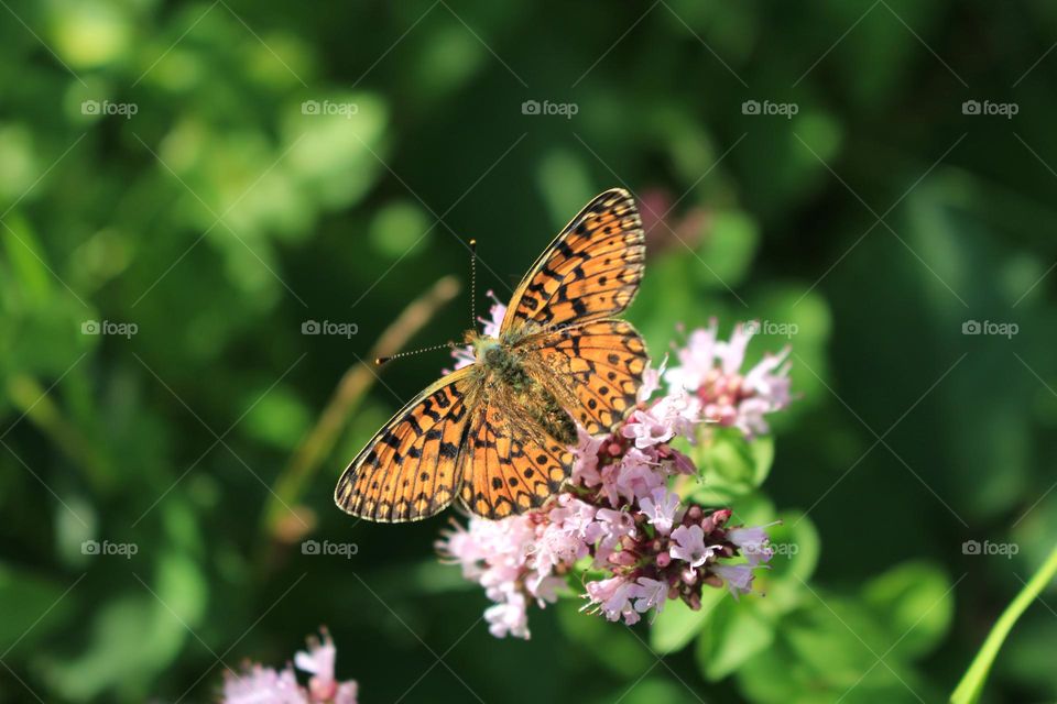 a beautiful close-up photography of a butterfly at a flower in the Nature of National Park