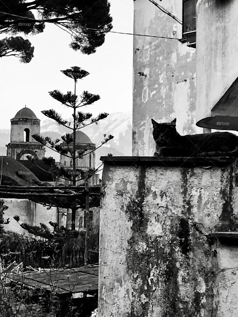 A Black cat on wall in Ravello, Italy.